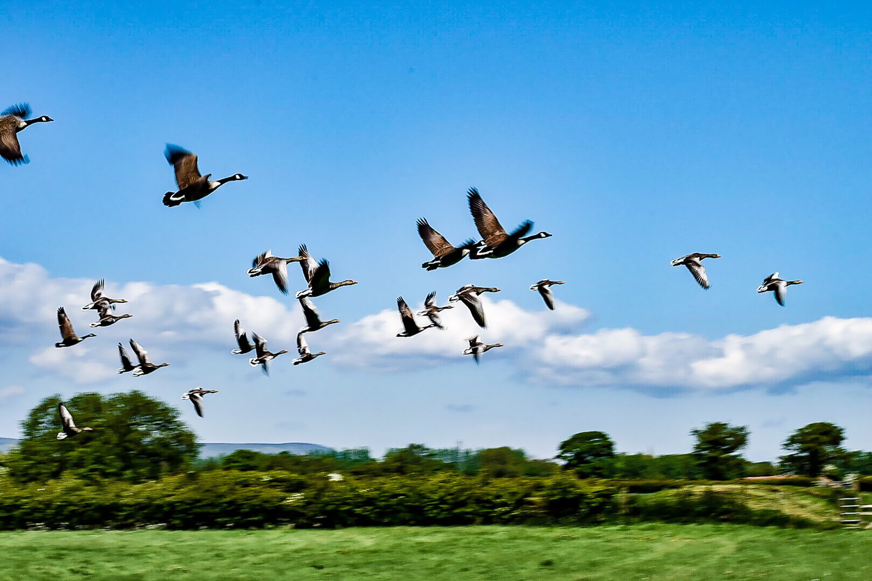 季節到来！キャンピングカー宿泊でみることができる渡り鳥3選 | MobiHo