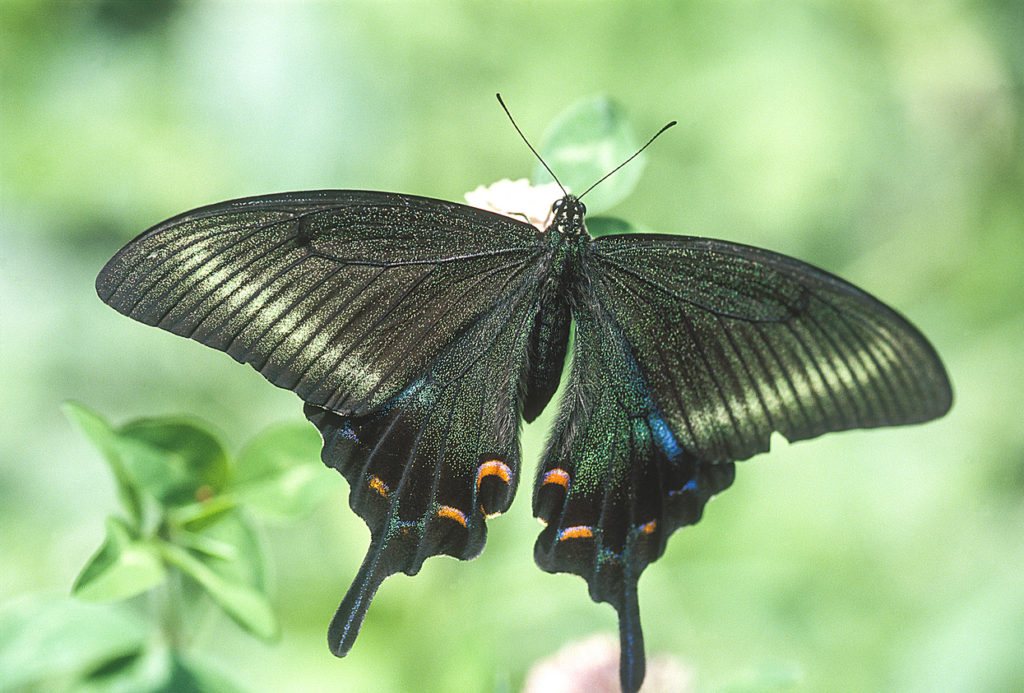 キャンピングカー宿泊で見ることができる美しい蝶4種 | MobiHo