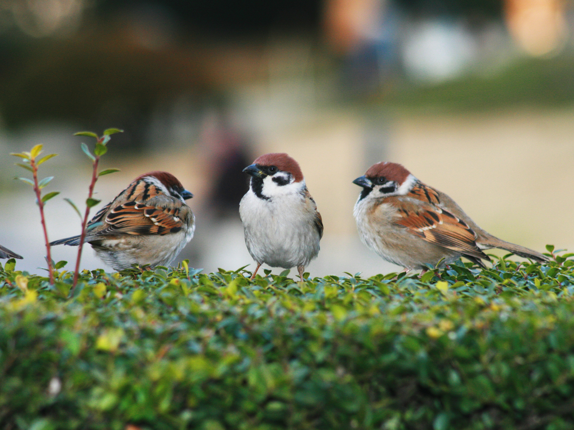 この声はなんて鳥 キャンピングカー宿泊でよく耳にする日本の野鳥の鳴き声4選 Mobiho